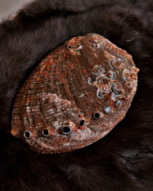 natural abalone shell | smudge dish